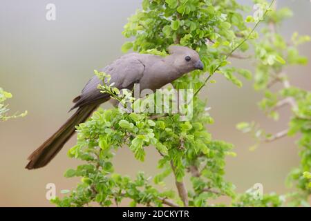 Greay Go-Away-Vogel (Corythaixoides concolor bechuanae), Seitenansicht eines Erwachsenen, der auf einem Ast thront, Mpumalanga, Südafrika Stockfoto