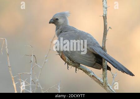 Greay Go-Away-Vogel (Corythaixoides concolor bechuanae), Seitenansicht eines Erwachsenen, der auf einem Ast thront, Mpumalanga, Südafrika Stockfoto