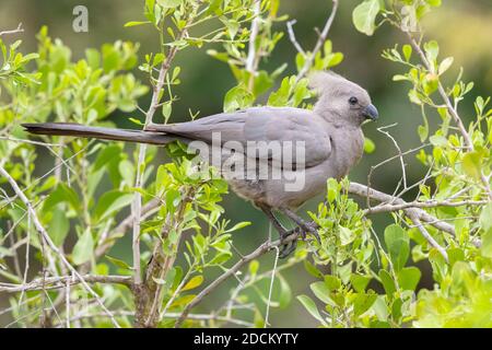 Greay Go-Away-Vogel (Corythaixoides concolor bechuanae), Seitenansicht eines Erwachsenen, der auf einem Ast thront, Mpumalanga, Südafrika Stockfoto