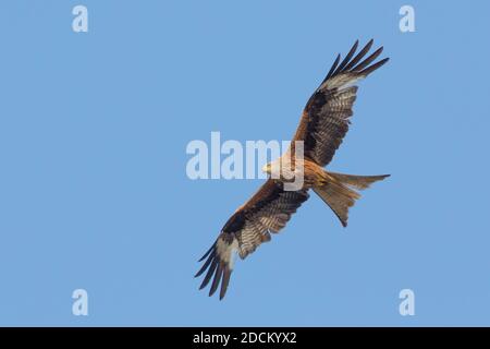 Red Kite (Milvus milvus), unreif im Flug von unten gesehen, Basilicata, Italien Stockfoto