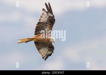 Red Kite (Milvus milvus), unreif im Flug von unten gesehen, Basilicata, Italien Stockfoto