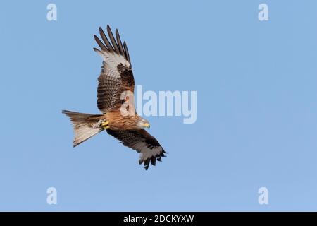 Red Kite (Milvus milvus), Erwachsener im Flug von unten gesehen, Basilicata, Italien Stockfoto