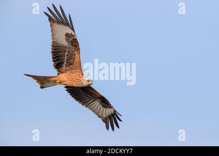 Red Kite (Milvus milvus), Jugendlicher im Flug von unten gesehen, Basilicata, Italien Stockfoto