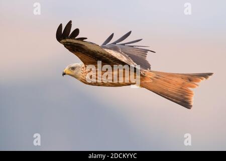 Roter Drachen (Milvus milvus), Seitenansicht eines Jugendlichen im Flug, Basilicata, Italien Stockfoto