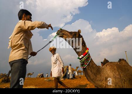 indische Kamele mit ihren Kamelen in Sanddünen der Wüste mit selektivem Fokus auf das Thema und zusätzlichen Lärm und Getreide.