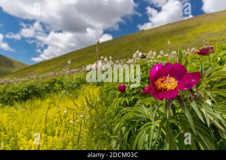 Gemeine Pfingstrose (Paeonia officinalis), Blume im Vordergrund mit einem Berghang und Wolken im Hintergrund, Abruzzen, Italien Stockfoto