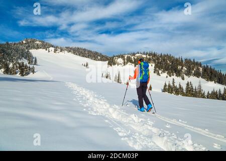 Aktive Backpacker Frau im frischen Pulverschnee, Skitouren auf dem Tiefschnee. Backcountry Skifahrer mit bunten Rucksack auf dem Hügel, Karpaten, Transyl Stockfoto