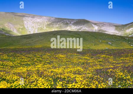 Berglandschaft, Berghänge bedeckt von Ranunculus Blumen, Abruzzen, Italien Stockfoto