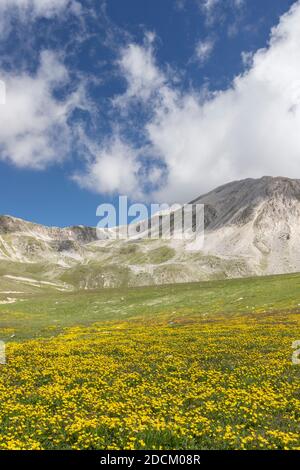 Berglandschaft, Berghänge bedeckt von Ranunculus Blumen, Abruzzen, Italien Stockfoto