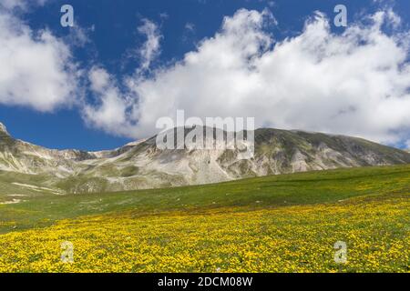 Berglandschaft, Berghänge bedeckt von Ranunculus Blumen, Abruzzen, Italien Stockfoto