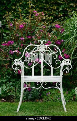 Weißer Metallsitz, schmiedeeiserner Stuhl, Sitz, Sitz, Garten, Gärten, Rose, Rosen, rosa lila Blumen, blühende Anzeige, Bildschirme, Gartenarbeit, formeller Garten, Orna Stockfoto