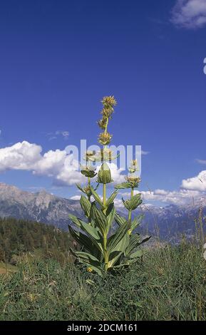 Gelbe Enzian Gentiana Lutea, Berg IN französische Alpen Stockfoto