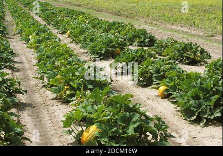 Bereich der französischen Kürbis genannt ROUGE VIF D'ETAMPES Cucurbita maxima Stockfoto