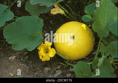 FRANZÖSISCHE Kürbis genannt ROUGE VIF D'ETAMPES Cucurbita maxima Stockfoto