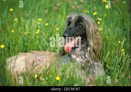 AFGHANISCHER WINDHUND, ERWACHSENEN VERLEGUNG AUF GELBEN BLÜTEN Stockfoto