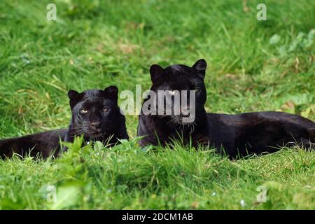 SCHWARZER PANTHER panthera Pardus, ERWACHSENE Stockfoto