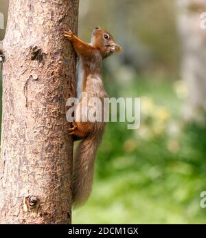 Rotes Eichhörnchen Sciurus vulgaris, Klettern auf Schotten Kiefer Baum, Aberdeenshire, Schottland Stockfoto