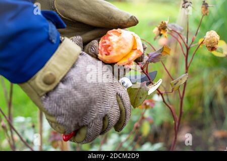 Einen Rosenstrauch im Spätherbst trimmen Stockfoto