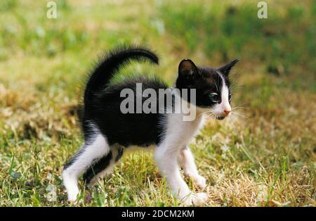 ORIENTALISCHE HAUSKATZE SCHWARZ / WEIß, KITTING IN ABWEHRHALTUNG Stockfoto