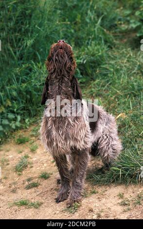 KORTHAL HUND ODER RAUHAAR GRIFFON, ERWACHSENEN BELLEN Stockfoto