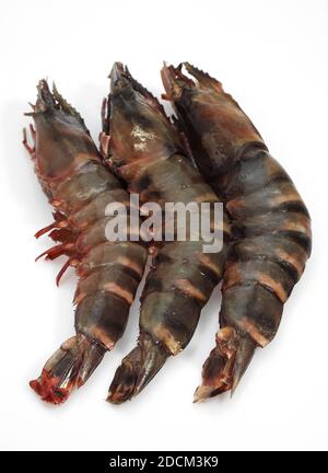 FRISCHE MEDITERRANE PRAWS ODER GAMBAS AUF WEIßEN HINTERGRUND Stockfoto