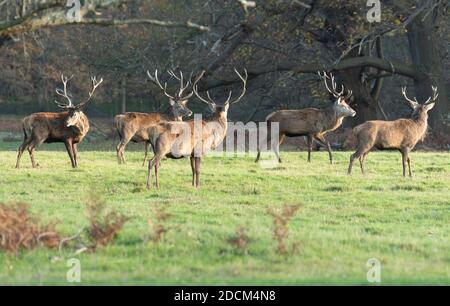 Rotwild (Cervus elaphus) im Deer Park, Teil des Windsor Great Park, Berkshire, Großbritannien Stockfoto