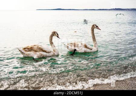 Ein Paar stumme Schwäne führen ein Balzritual im hellen Meerwasser der Mittelmeer Cote d'Azur, Frankreich, durch. Hochwertige Fotos Stockfoto