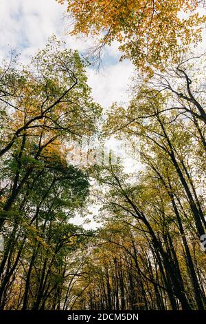 Blick auf einen schönen Herbst Blätter auf den Bäumen in Der Wald Stockfoto