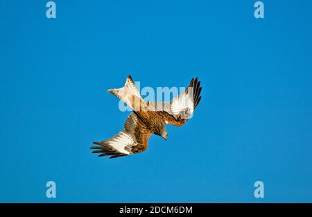 DER ROTE DRACHEN Milvus milvus STÜRZT AUF BEUTE Stockfoto