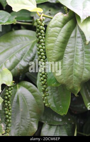 Schwarzer Pfeffer - Pflanze mit grünen Beeren und Blättern (Kolli Hills, Tamil Nadu) Stockfoto