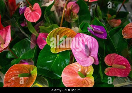 Mehrfarbiges Anthurium in den Töpfen. Hintergrund geeignet für Werbelayouts, Banner, Postkarten Stockfoto