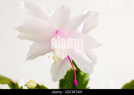 Blühende Schlumbergera. Eine blühende Weihnachtskaktus-Zimmerpflanze auf einem weißen, isolierten Hintergrund. Stockfoto