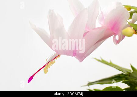 Blühende Schlumbergera. Eine blühende Weihnachtskaktus-Zimmerpflanze auf einem weißen, isolierten Hintergrund. Stockfoto