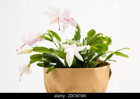 Blühende Schlumbergera. Eine blühende Weihnachtskaktus-Zimmerpflanze auf einem weißen, isolierten Hintergrund. Stockfoto