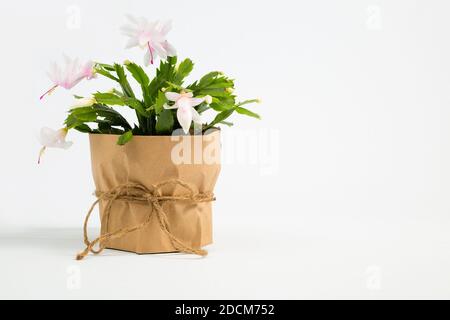 Blühende Schlumbergera. Eine blühende Weihnachtskaktus-Zimmerpflanze auf einem weißen, isolierten Hintergrund. Stockfoto