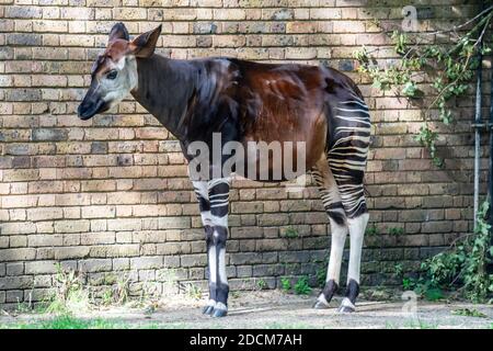 Okapi, Okapia johnstoni, auch bekannt als Waldgiraffe, kongolesische Giraffe oder Zebragiraffe Stockfoto