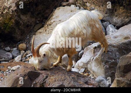 Welsh Mountain Goat AKA Kashmiri Goat Cashmere Goat, Llandudno's Great Orme, Nordwales stoops um zu trinken stammt von einem Paar von Königin Victoria gegeben Stockfoto