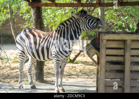 Zebras sind mehrere Arten der Afrikanischen Equiden, Pferd, Familie, vereint durch ihren charakteristischen schwarz-weiß gestreifte Mäntel Stockfoto