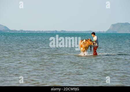 Badekuh am Sam ROI Yot Strand und Dolphin Bay südlich von Hua hin in der Prachuap Khiri Khan Provinz in Thailand Stockfoto