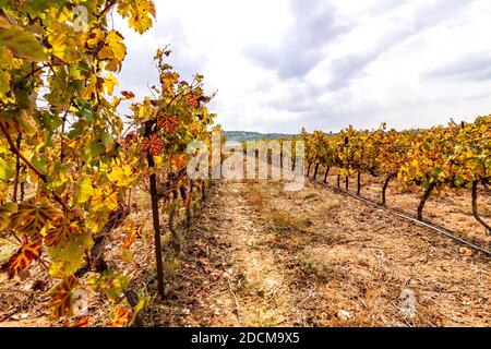 Reihen von Reben mit bunten Herbstblättern auf bewölktem Himmel Hintergrund. Israel Stockfoto