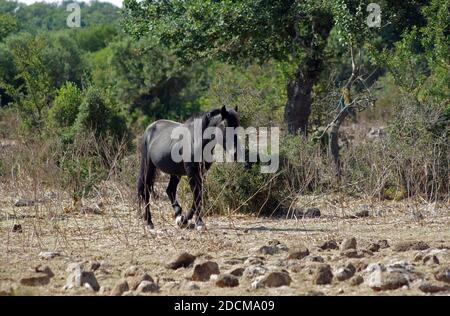 Wilde Ponys auf der Giara di Gesturi, Sardinien, Italien Stockfoto