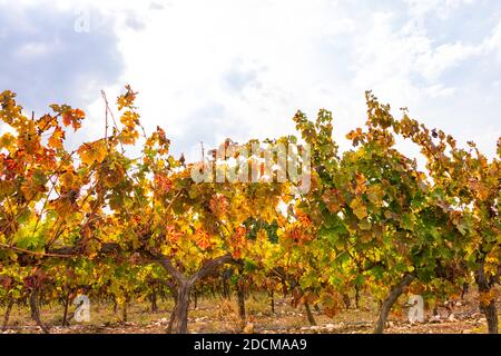 Reihen von Reben mit bunten Herbstblättern auf bewölktem Himmel Hintergrund. Israel Stockfoto