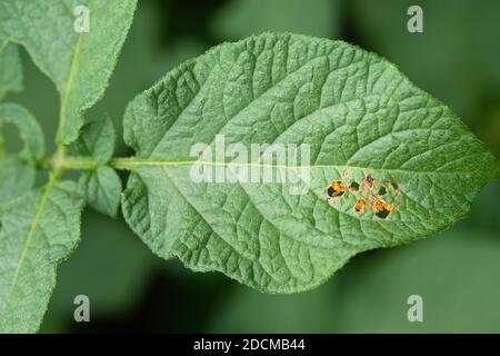 Blatt der Kartoffelpflanze mit Eiern des Kolorado-Käfers (Leptinotarsa decemlineata) sichtbar durch Löcher. Nahaufnahme von Insektenpest verursacht großen Schaden an ha Stockfoto