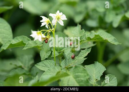 Blühende Kartoffelpflanze mit Kolorado-Käfer (Leptinotarsa decemlineata) Larven, die ihre Blätter und Blüten fressen. Die Überpopulation dieses Insektenschädlings ist causi Stockfoto