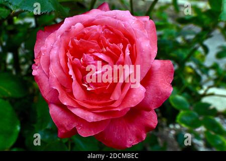 Eine schöne Rose im Park Stockfoto