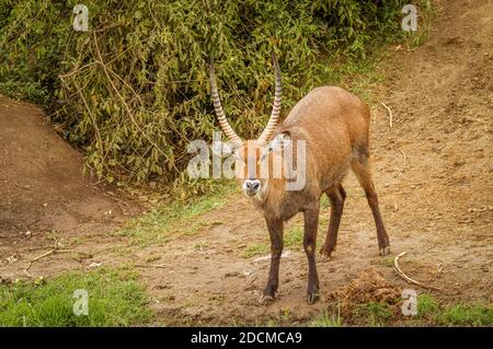 Männlicher Defassa-Wasserbock (Kobus ellipsiprymnus defassa), Queen Elizabeth National Park, Uganda. Stockfoto