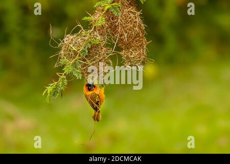 Schwarzkopf-Webermännchen (Ploceus melanocephalus), auch bekannt als Gelbrückenweber, der auf einem Akazienzweig vor seinem Nest thront. Stockfoto