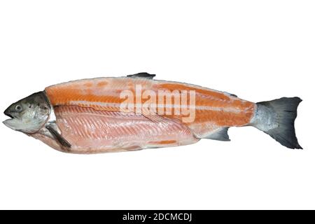 Lachs aus Aquakultur, Norwegen Stockfoto