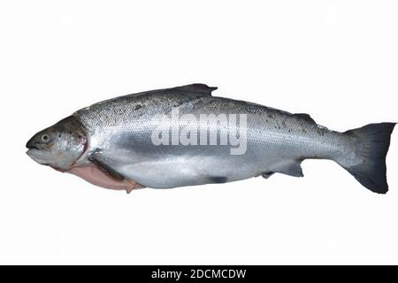 Lachs aus Aquakultur, Norwegen Stockfoto