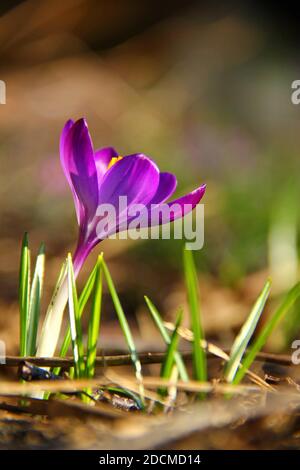 Ein niedrig angewinkeltes Porträt einer violetten Krokusblüte, die an einem sonnigen Tag zwischen einigen Grashalmen steht. Die lebendigen Farben der Springblume wirklich Stockfoto